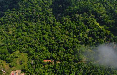 JUNGLE DREAMS FARM: WHERE NATURE MEETS SERENITY – 20 ACRES